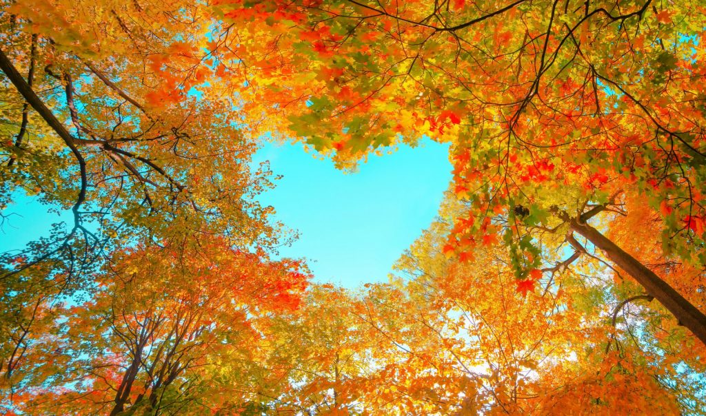 Autumn Equinox - Fall